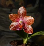 DSC_0865.JPG