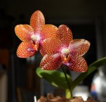 DSC_0074.JPG