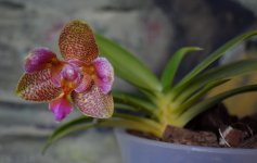 DSC_0029.JPG