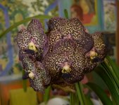 DSC_0116.JPG