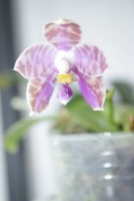 IMG_9090.JPG