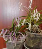 IMG_20260511_173940.jpg