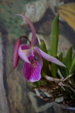 DSC_0520.JPG