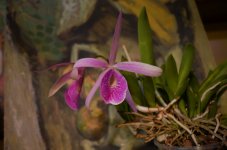 DSC_0532.JPG