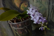 DSC_0674.JPG