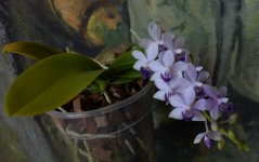 DSC_0677.JPG
