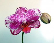 Doritaenopsis-Ever-Spring-P.jpg