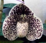 Р.bellatulum x S. Gratrix 1.jpg
