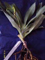 Angraecum sesquipedale 1.jpg