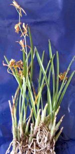 Encyclia bractescens 1 .jpg