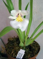 Miltoniopsis roezlii.jpg