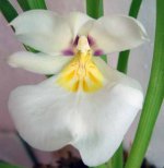 Miltoniopsis roezlii 1.jpg