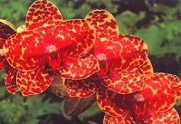 Phal Dov-Dii-Rose 'Ching Her'.jpg