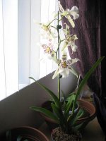 IMG_4971.jpg