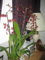 IMG_4978.jpg