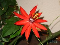 coccinea.jpg
