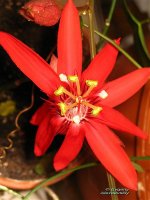 vitifolia.jpg
