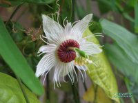 dioscoreifolia.jpg