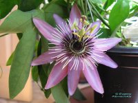 X violacea.jpg