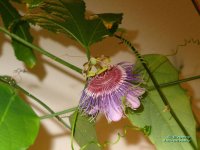menispermifolia.jpg