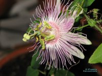menispermifolia-rosea.jpg