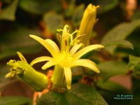 citrina.jpg