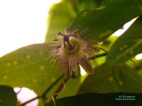 pardifolia.jpg