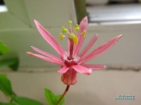 sanguinolenta.jpg