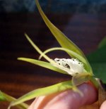 Epidendrum ciliare 1.jpg
