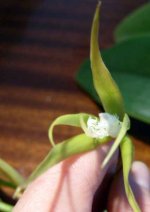 Epidendrum ciliare 2.jpg