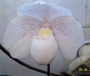 Paph.niveum var. ang-thong 1.jpg