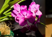 CRW_7025_crop_новый размер.jpg