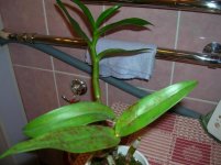 DSCN6916.jpg