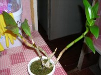 DSCN6923.jpg