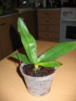 IMG_1069.jpg