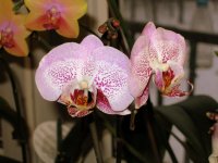 IMG_1072.jpg