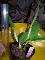 Cattleya walkeriana' sa Kenny.jpg