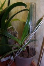 Paph. Henryanum.jpg