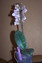 Phal. Philadelphia.jpg