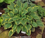 Hosta_Anglo_Saxon_AHS-6-24-2011-001_1.JPG