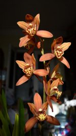 DSC_0193.JPG