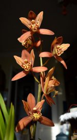 DSC_0198.JPG