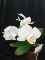 IMG_20260617_181751.jpg