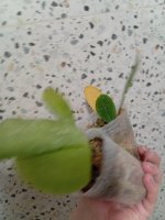 IMG_20260706_203004.jpg