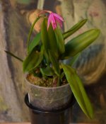 DSC_0879.JPG