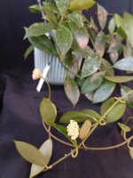 IMG_20260712_164034.jpg