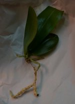 DSC_0997.JPG