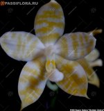 image-K-KS_Super_Zebra_Golden_Zebra.jpg
