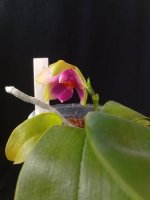 IMG_20260720_163003.jpg