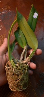 DSC_0077.JPG